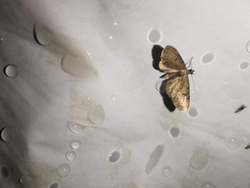 Eupithecia sp.